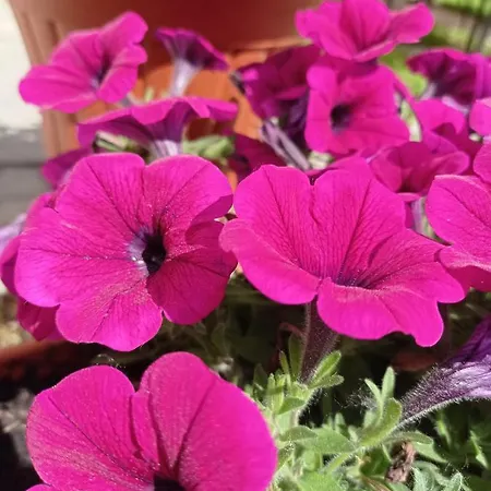 ベッド・アンド・ブレックファスト Toscana 3*